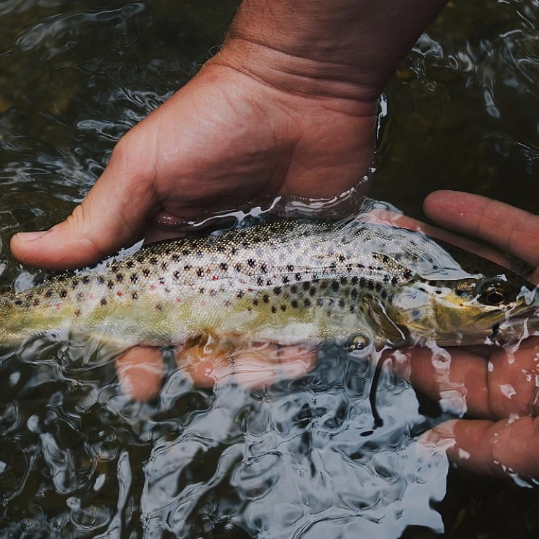 Biggest fish ever caught: a closer look at the giants of the water